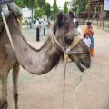 Mysore Palace (bangalore_100_1800.jpg) South India, Indische Halbinsel, Asien